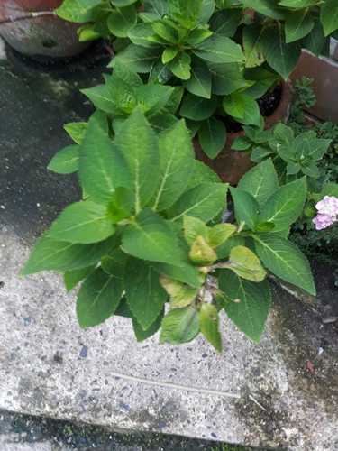 Hydrangea macrophylla image