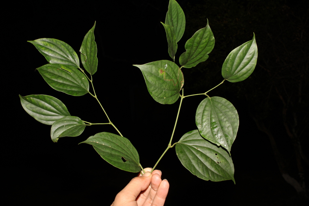 Piper pseudonigrum (Piper pseudonigrum)