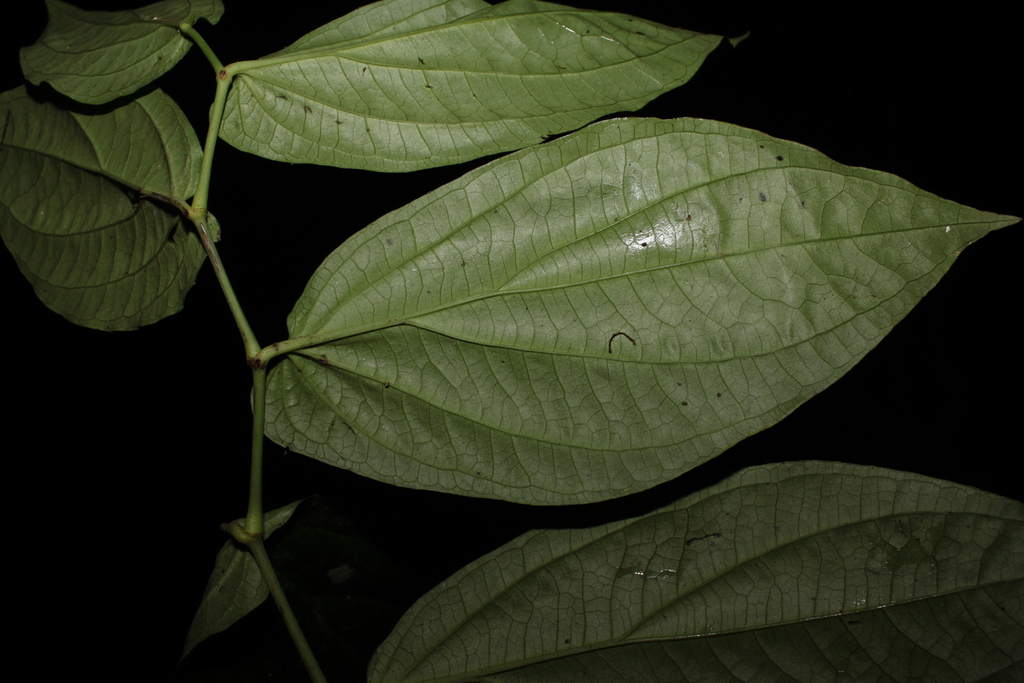 Piper pendulispicum (Piper pendulispicum)