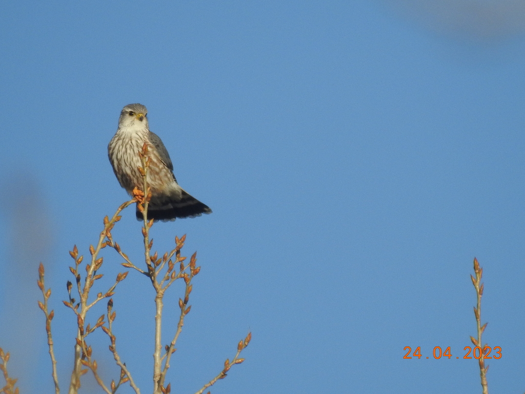 merlin-from-9650-20-ave-nw-edmonton-ab-t6n-1g1-canada-on-april-24