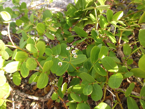 Euphorbia fosbergii