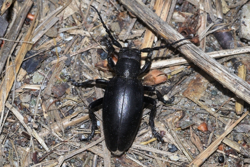 Dorcadion aethiops from Kumodraž, Belgrade, Serbia on April 16, 2023 at ...