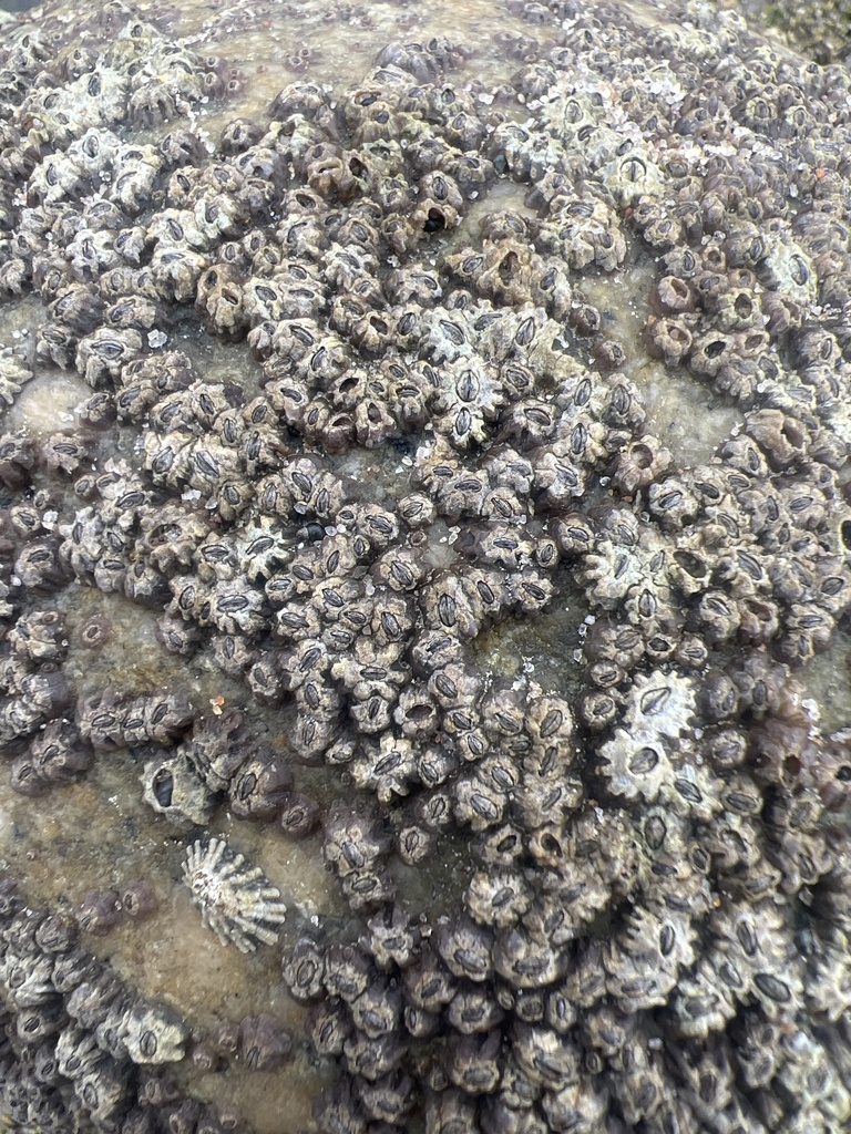 Little Brown Barnacle from North Pacific Ocean, San Diego, CA, US on ...