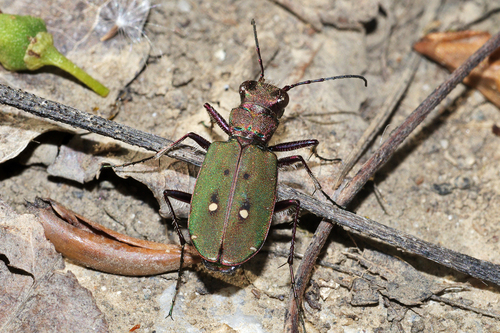 Green Tiger Beetle