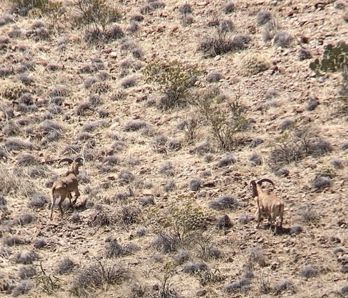 Aoudad