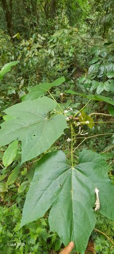 Vasconcellea cauliflora - Leaves