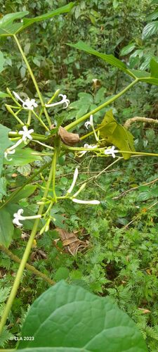 Vasconcellea cauliflora - Whole tree