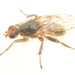 Omomyia hirsuta - Photo (c) Graham Montgomery, όλα τα δικαιώματα διατηρούνται, uploaded by Graham Montgomery
