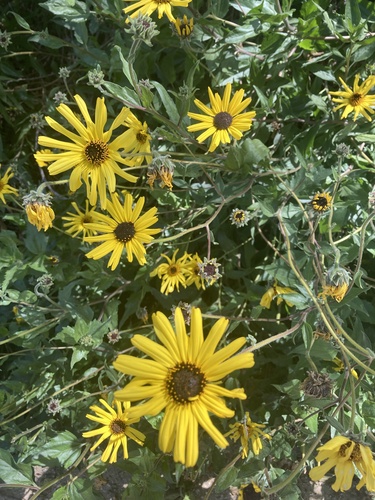 iNaturalist observation photo of California brittlebush