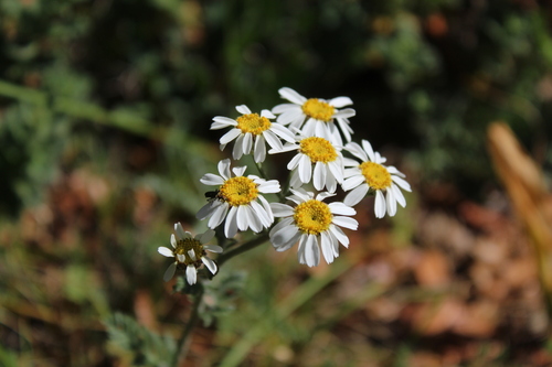 Tanacetum mucronulatum