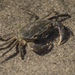 Namib River Crab - Photo (c) Laurent Hesemans, all rights reserved
