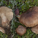 Tricholoma subfusipes - Photo 由 Jonny Renato Ferrari 所上傳的 (c) Jonny Renato Ferrari，保留所有權利