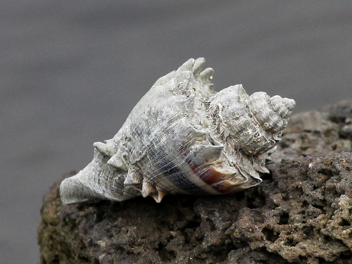 American Crown Conch
