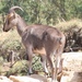 Tahr del Nilgiri - Photo (c) lauren_brown27, todos los derechos reservados