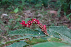 Alpinia purpurata image