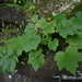 Heuchera villosa villosa - Photo (c) jtuttle, all rights reserved, uploaded by jtuttle