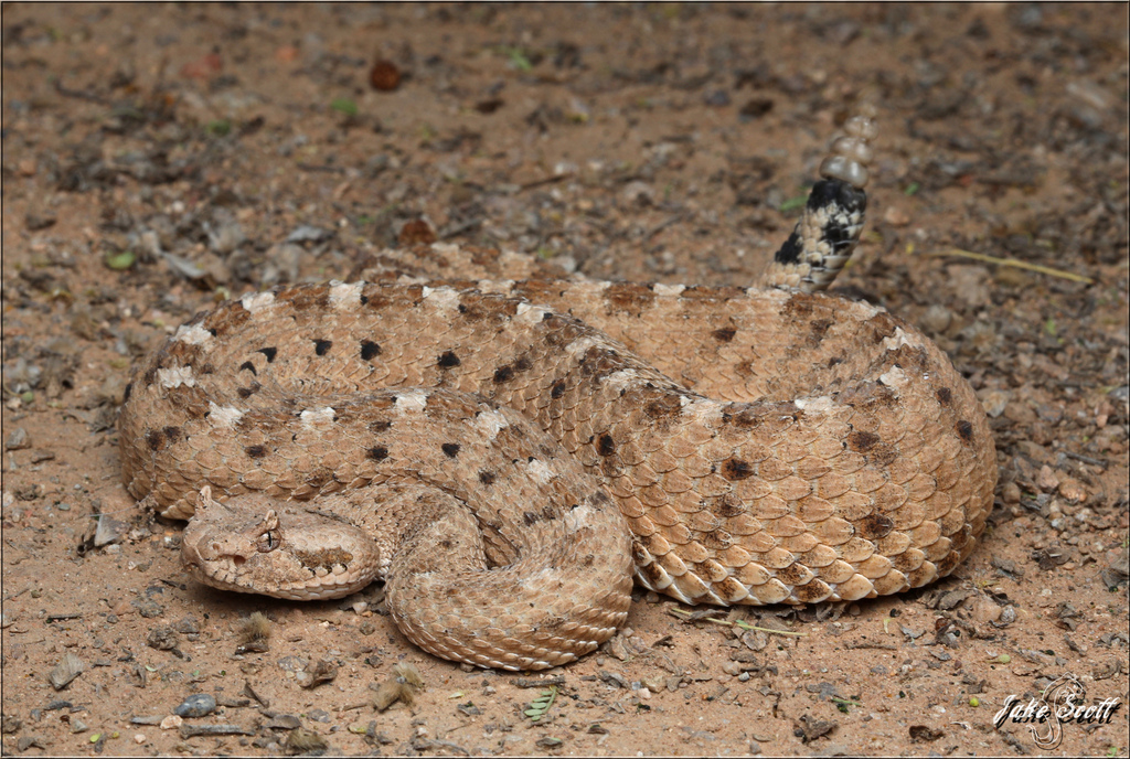 Sidewinder