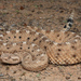 Crotalus cerastes - Photo (c) Jake Scott, kaikki oikeudet pidätetään, lähettänyt Jake Scott