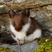 Jelski's Altiplano Mouse - Photo (c) Saul Callancho Quispe, all rights reserved, uploaded by Saul Callancho Quispe