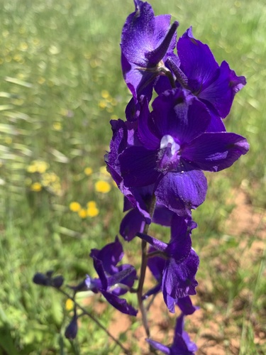 iNaturalist observation photo of royal larkspur