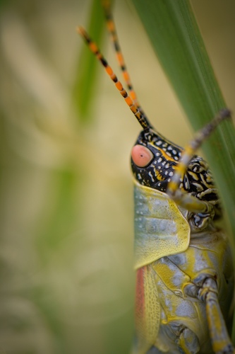 Elegant grasshopper