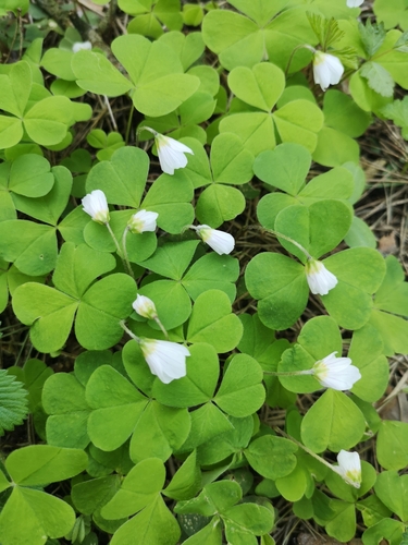 Paprastasis kiškiakopūstis