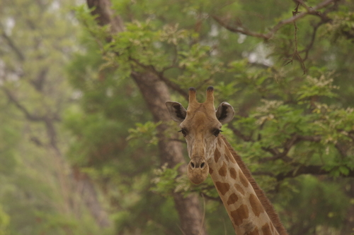 Kordofan Giraffe