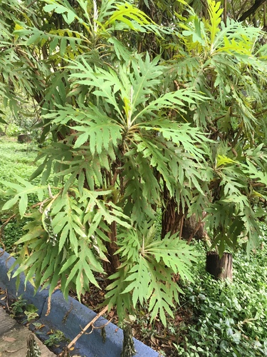 Bocconia arborea