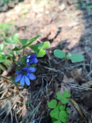 Triskiautė žibuoklė