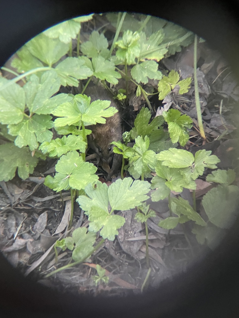 Australian Swamp Rat from Upper Sweetwater Creek Reserve, Frankston ...
