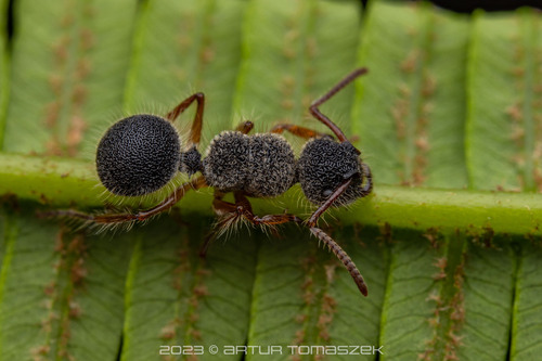 乞拉朋海胆蚁Echinopla cherapunjiensis