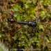 Odontomachus latidens - Photo (c) Artur Tomaszek, todos los derechos reservados, subido por Artur Tomaszek