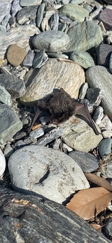 Frosted Myotis (Myotis pruinosus) — Endangered Mammalia