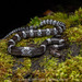 布氏狼齒蛇 - Photo 由 Artur Tomaszek 所上傳的 (c) Artur Tomaszek，保留所有權利