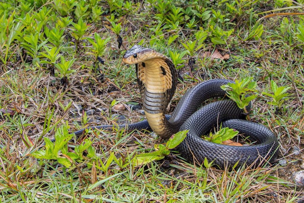 Monocled Cobra