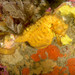 Observation photo