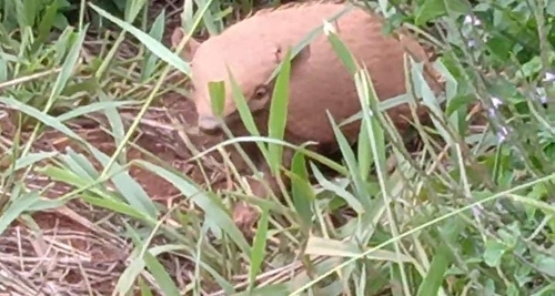Six-banded Armadillo