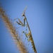 Spotty Conehead Mantid - Photo (c) Laurent Hesemans, all rights reserved, uploaded by Laurent Hesemans