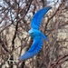 Mountain Bluebird - Photo (c) Adam, all rights reserved, uploaded by Adam