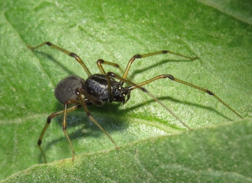 Striped Spitting Spider