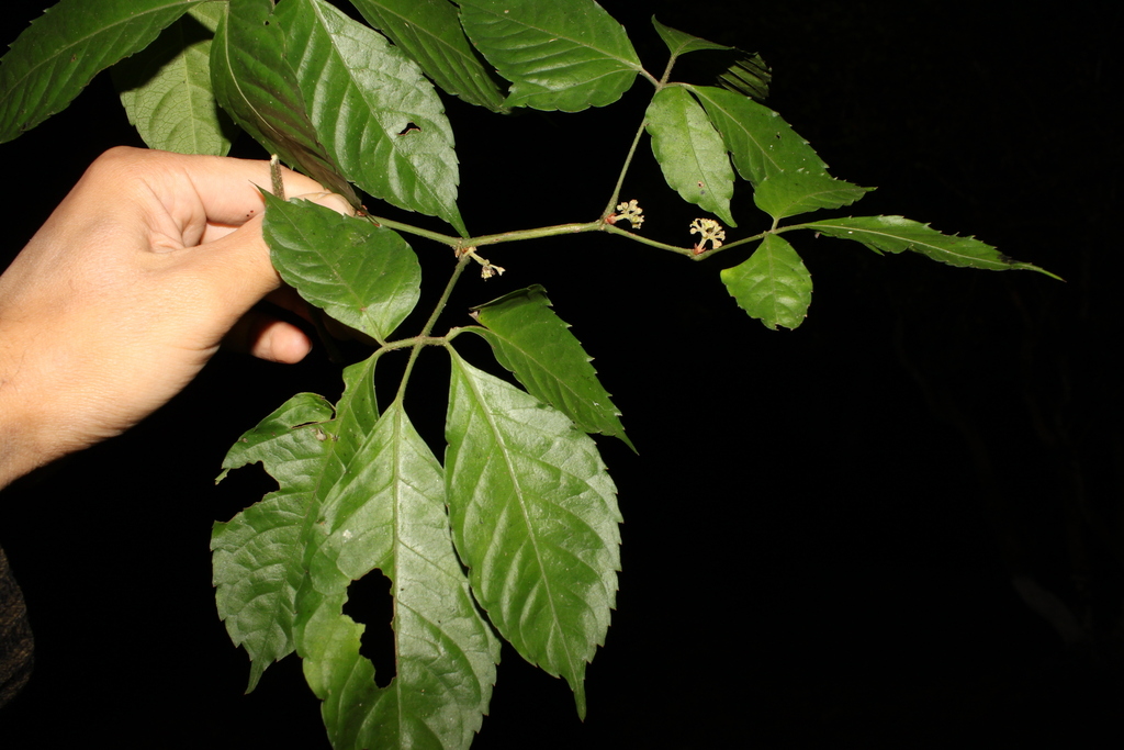Tetrastigma tonkinense (Tetrastigma tonkinense)