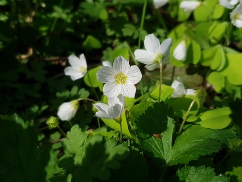 Paprastasis kiškiakopūstis