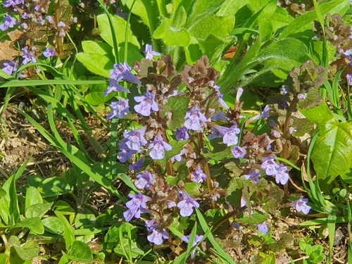 Šliaužiančioji tramažolė
