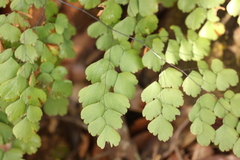 Adiantum tenerum image