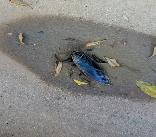 African Giant Water Bug