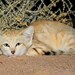 Sand Cat - Photo (c) Carlos N. G. Bocos, all rights reserved, uploaded by Carlos N. G. Bocos