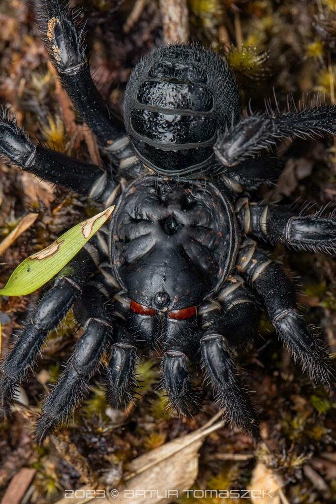 Malayan Black Trapdoor Spider in April 2023 by Artur Tomaszek · iNaturalist