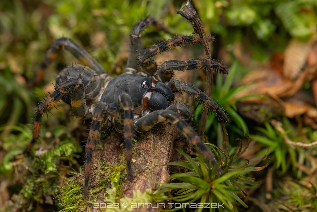 Malayan Black Trapdoor Spider in April 2023 by Artur Tomaszek · iNaturalist