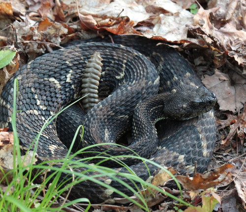 Timber Rattlesnake
