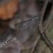 Protosticta khaosoidaoensis - Photo (c) stijn-de-win, όλα τα δικαιώματα διατηρούνται, uploaded by stijn-de-win